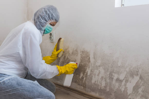 Best Attic Mold Removal  in Lesslie, SC