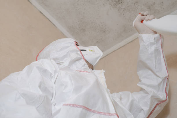 Best Same-Day Mold Removal  in Lesslie, SC