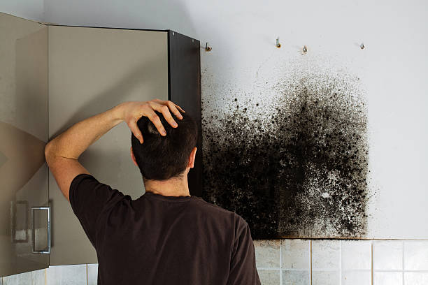 Attic Mold Removal in Lesslie, SC
