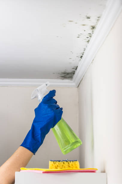 Mold Removal Process in Lesslie, SC